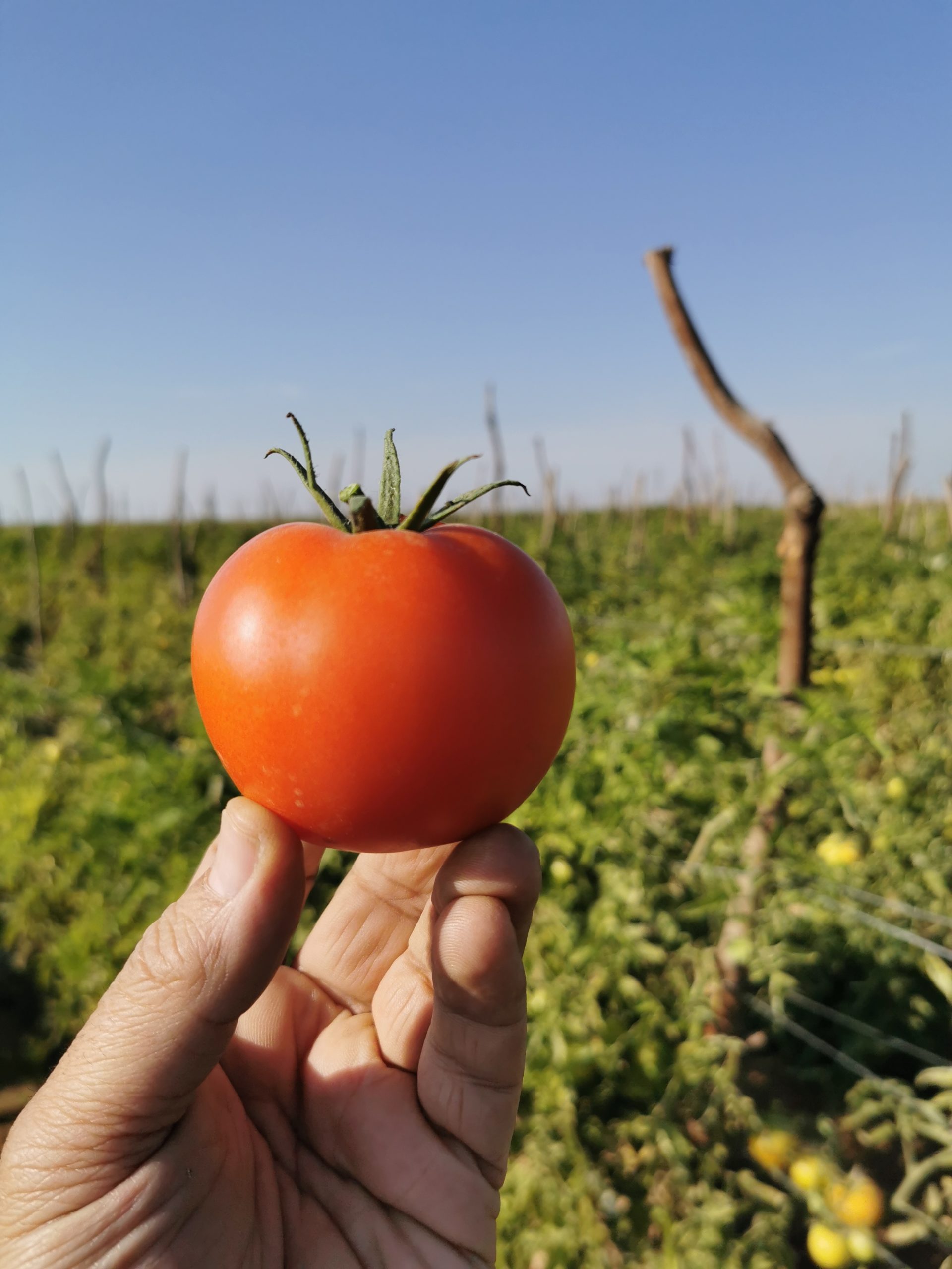 Q20 صنف طماطم هجين F1 - Image 11