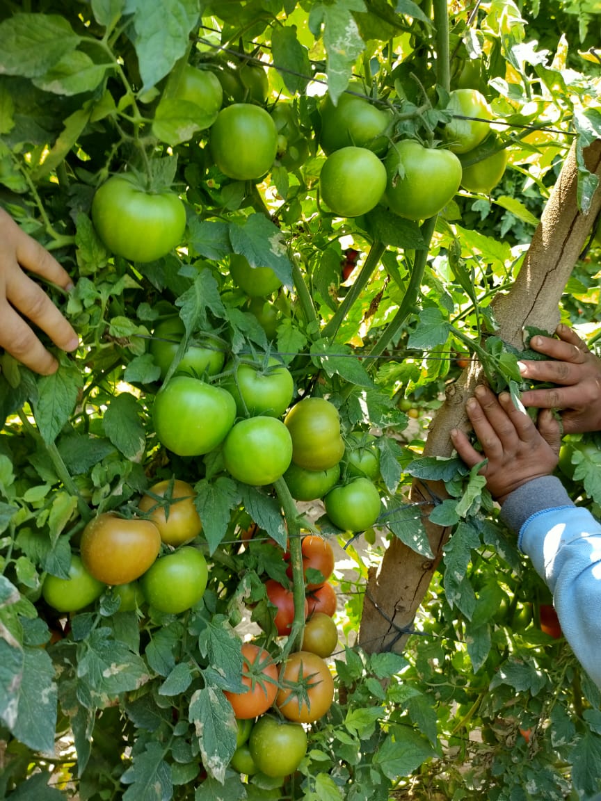 Q20 صنف طماطم هجين F1 - Image 14