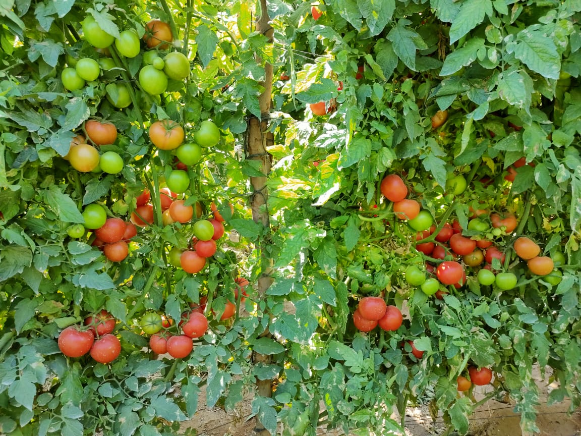 Q20 صنف طماطم هجين F1 - Image 13