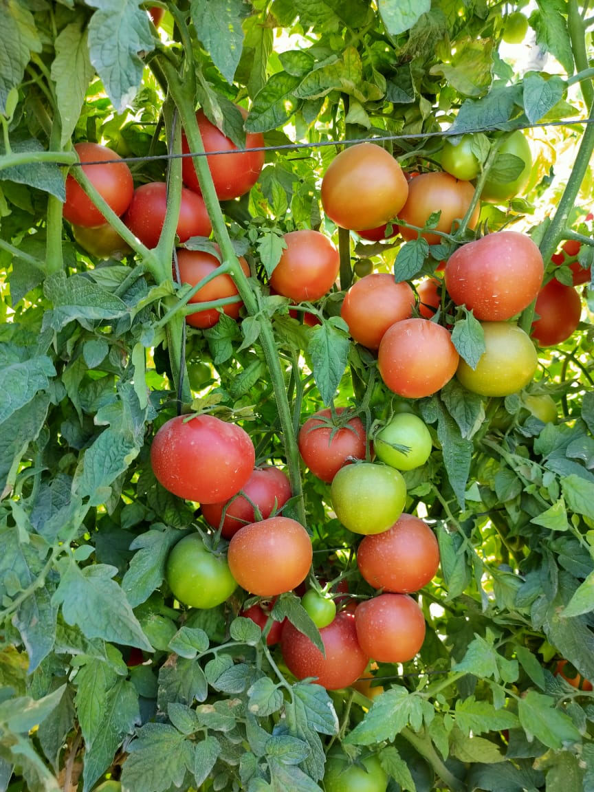 Q20 صنف طماطم هجين F1 - Image 18