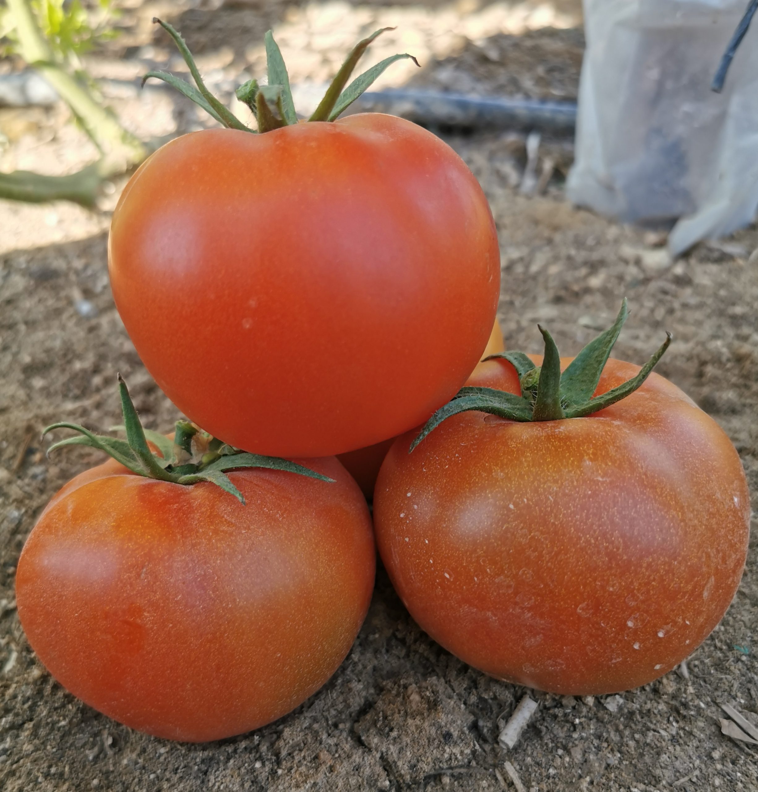 Q20 صنف طماطم هجين F1 - Image 10