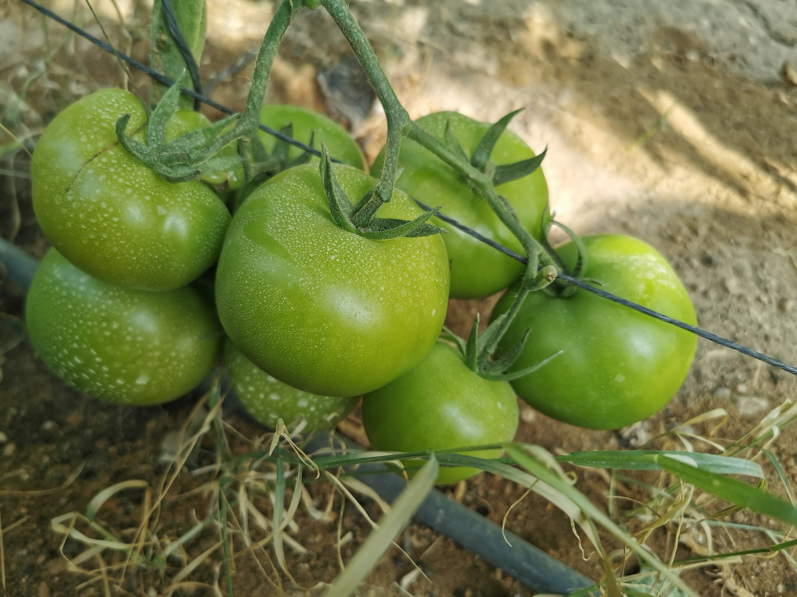 Q20 صنف طماطم هجين F1 - Image 9