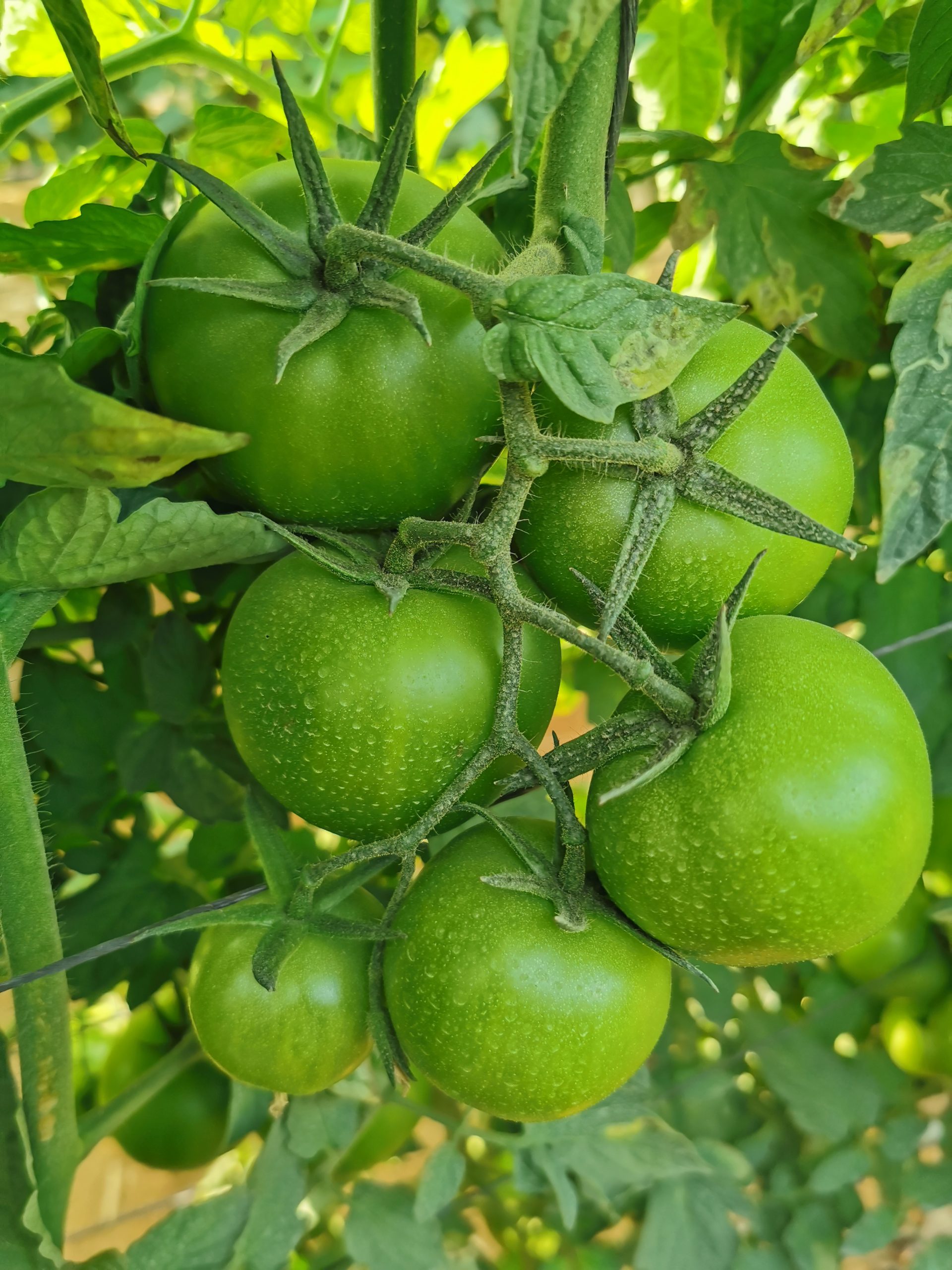 Q20 صنف طماطم هجين F1 - Image 8