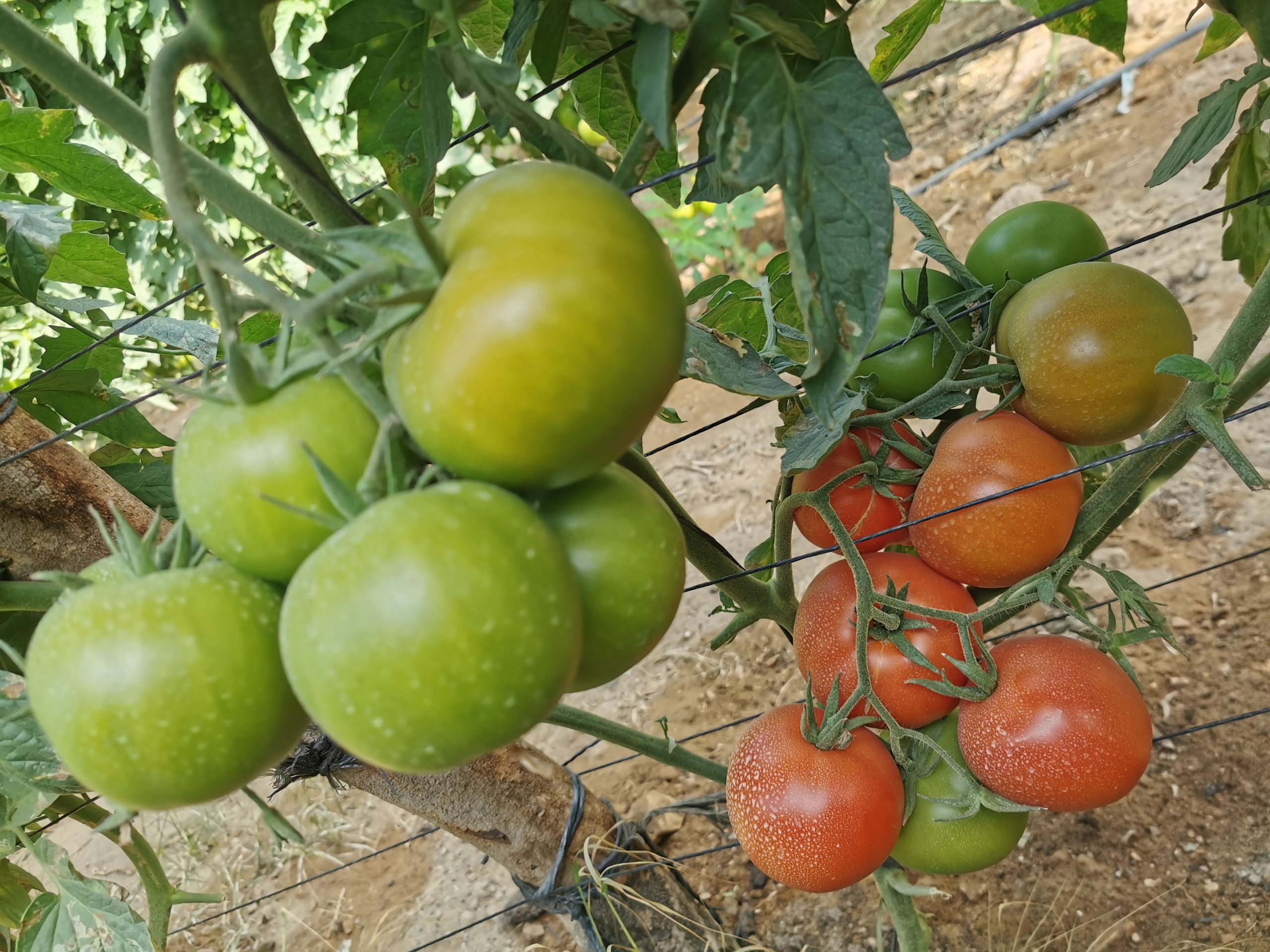 Q20 صنف طماطم هجين F1 - Image 7