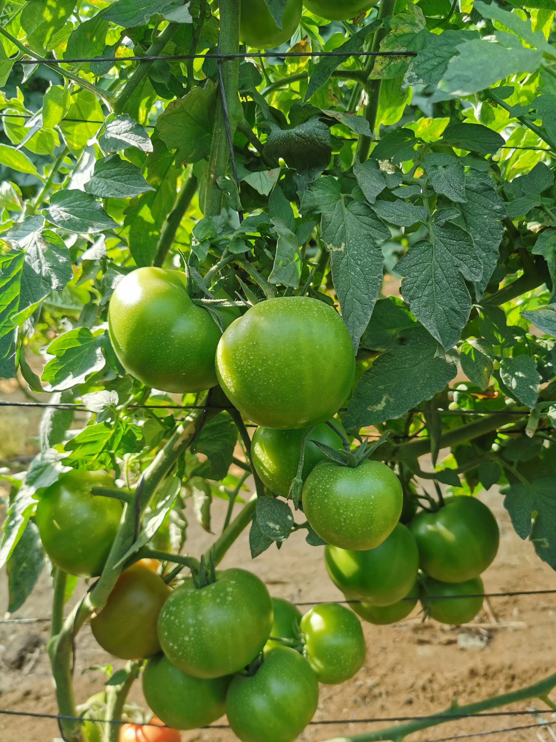 Q20 صنف طماطم هجين F1 - Image 6