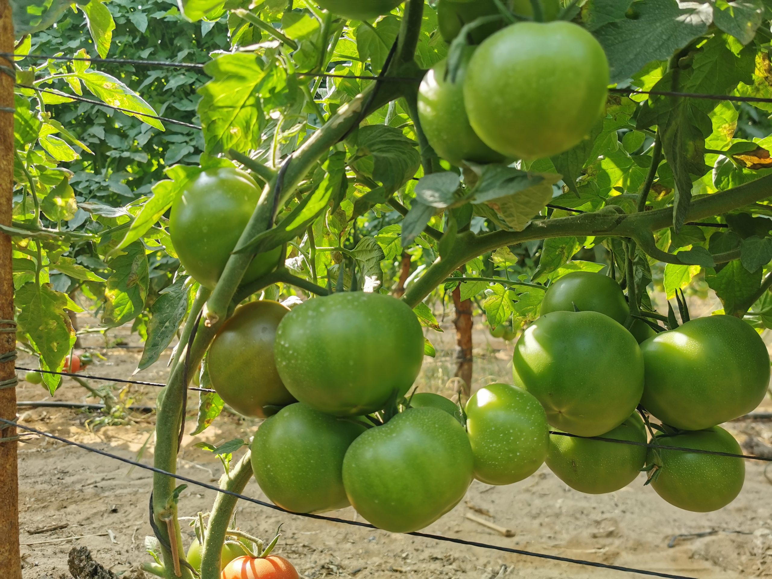 Q20 صنف طماطم هجين F1 - Image 5