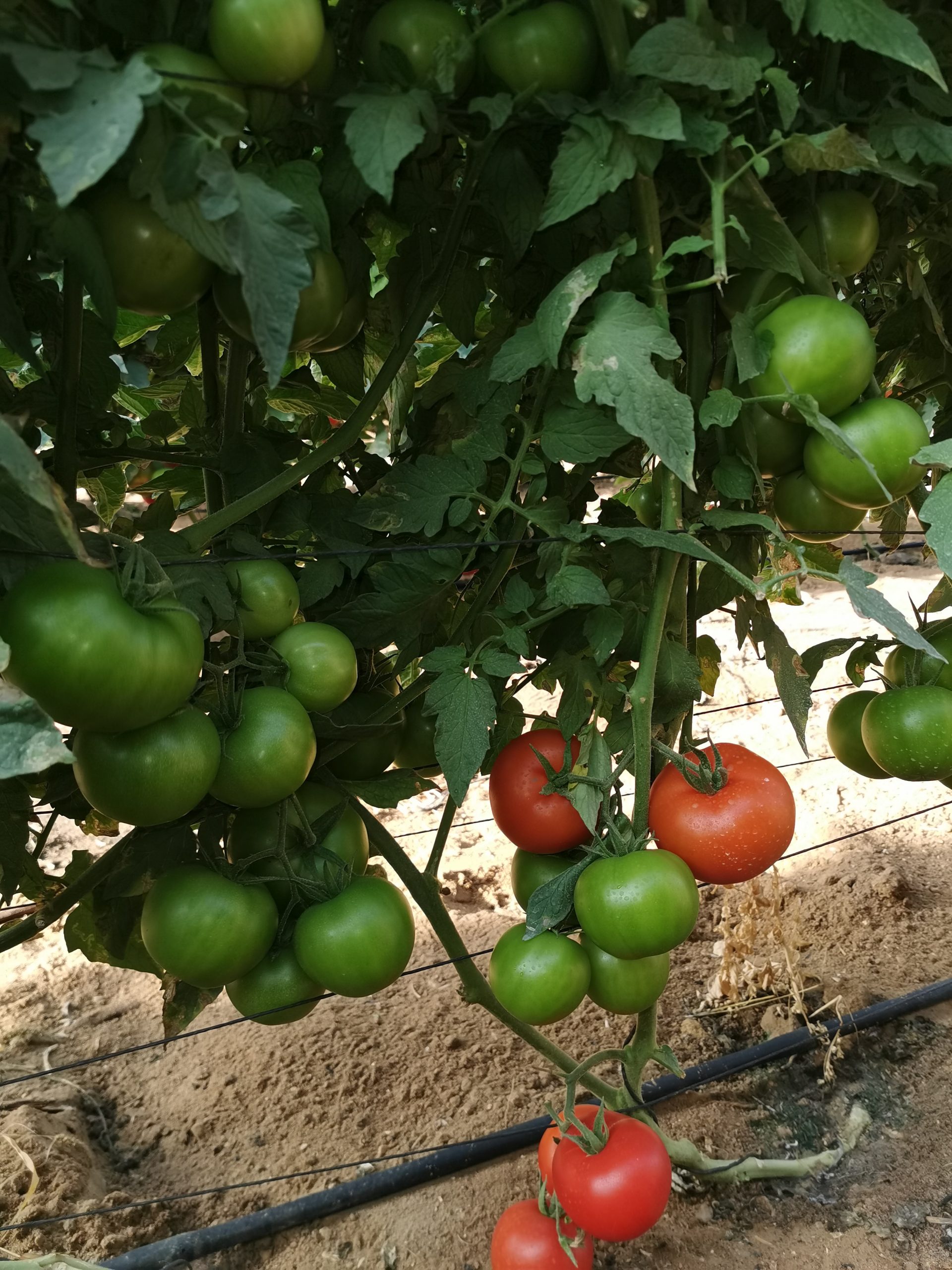 Q20 صنف طماطم هجين F1 - Image 4