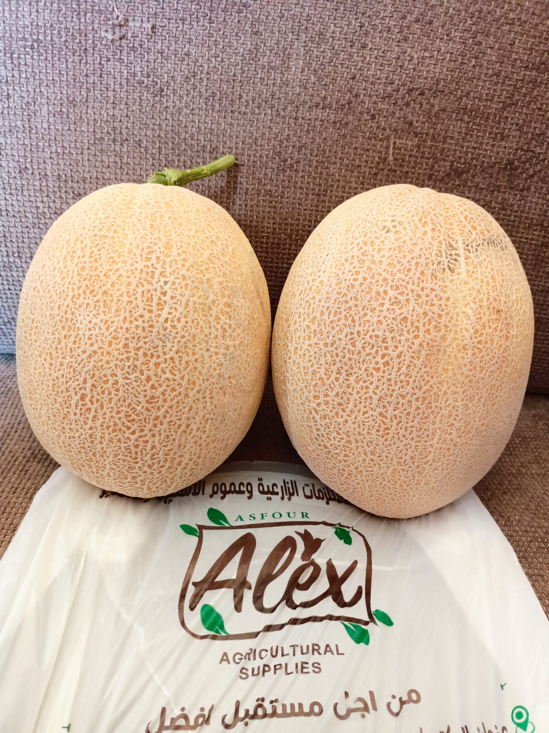 صنف أناناس هجين ثمار F1 - Image 2