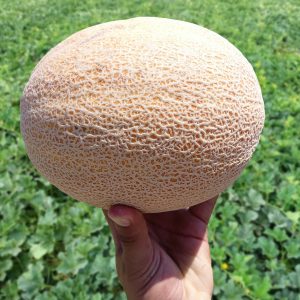 صنف أناناس هجين ثمار F1