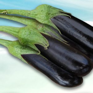 صنف باذنجان هجين الإمبراطور F1