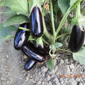 صنف باذنجان هجين جاينت F1