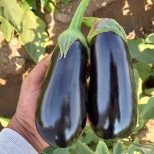 صنف باذنجان كوبى هجين لونج سيزون F1