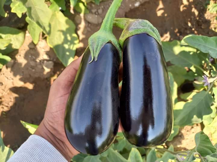 صنف باذنجان كوبى هجين لونج سيزون F1