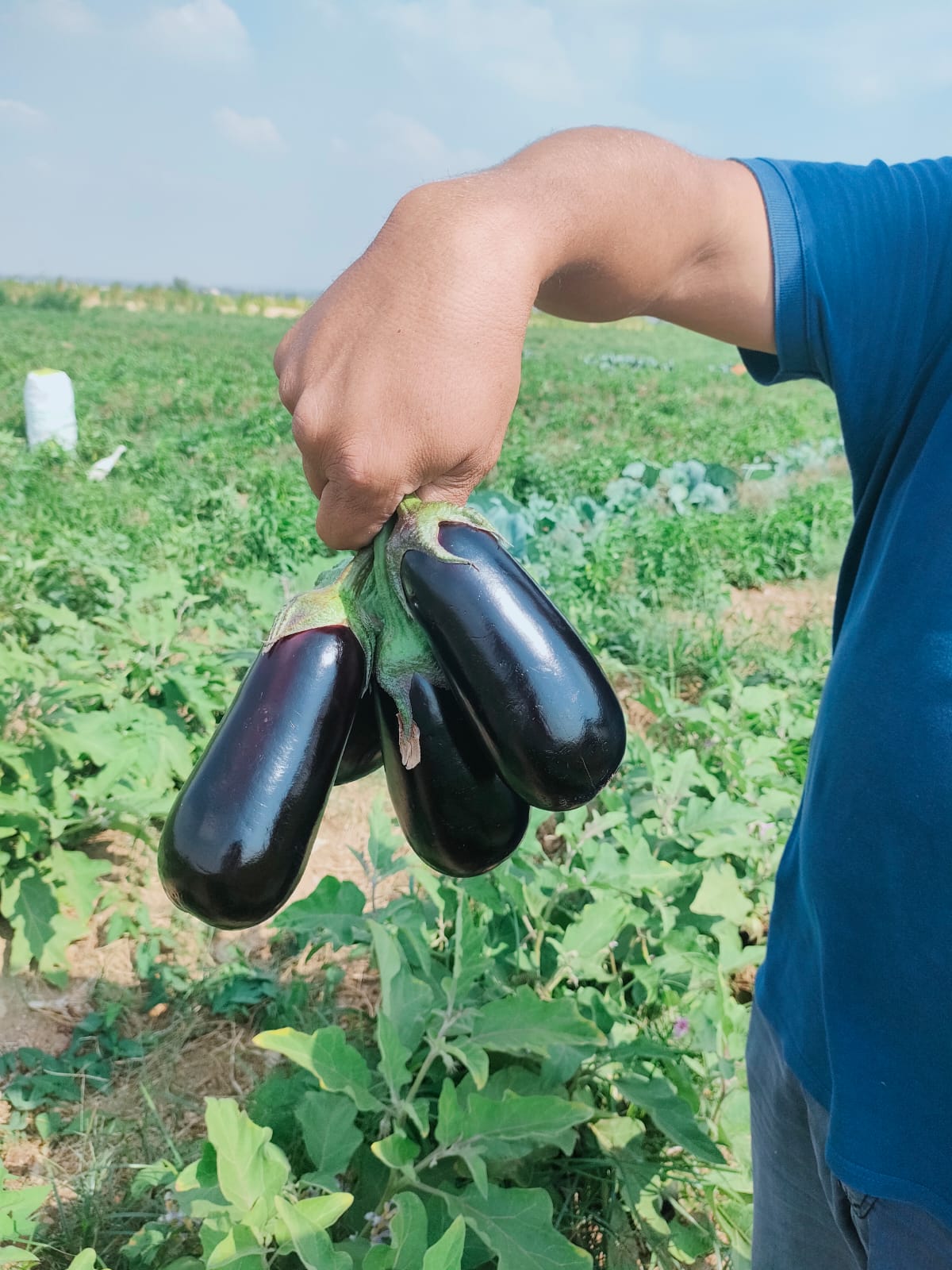 صنف باذنجان كوبى هجين لونج سيزون F1 - Image 10