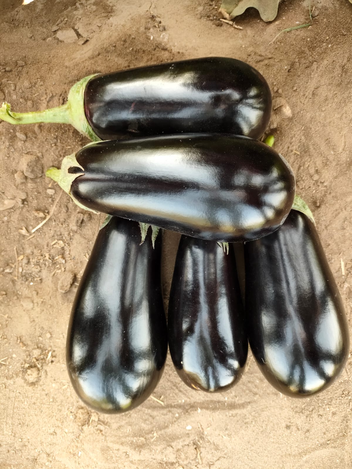 صنف باذنجان كوبى هجين لونج سيزون F1 - Image 9