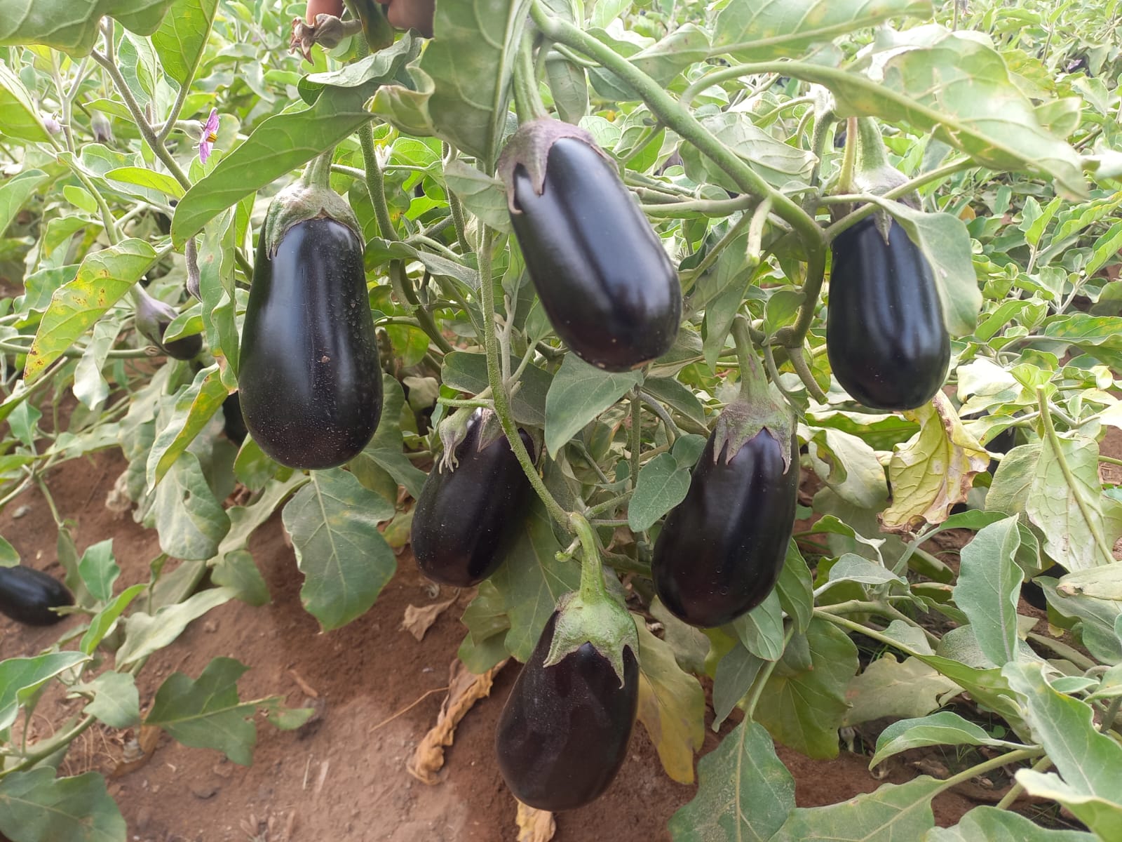 صنف باذنجان كوبى هجين لونج سيزون F1 - Image 8