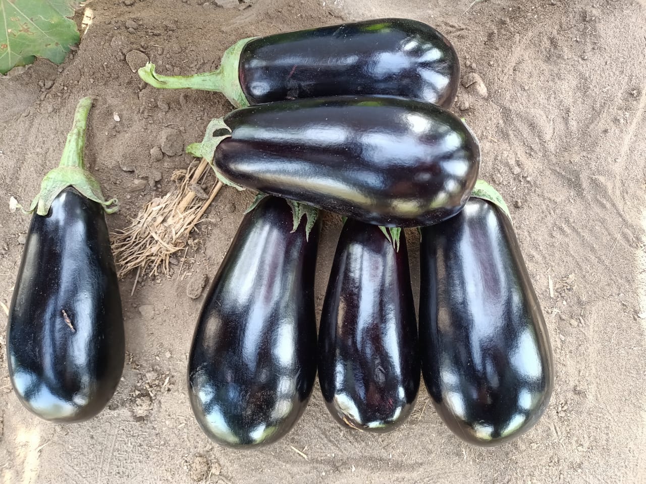 صنف باذنجان كوبى هجين لونج سيزون F1 - Image 7