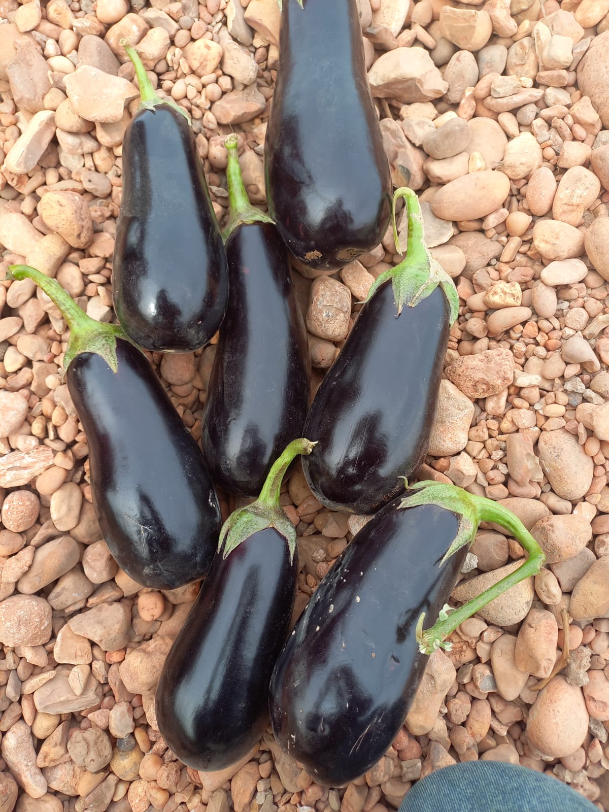 صنف باذنجان كوبى هجين لونج سيزون F1 - Image 6