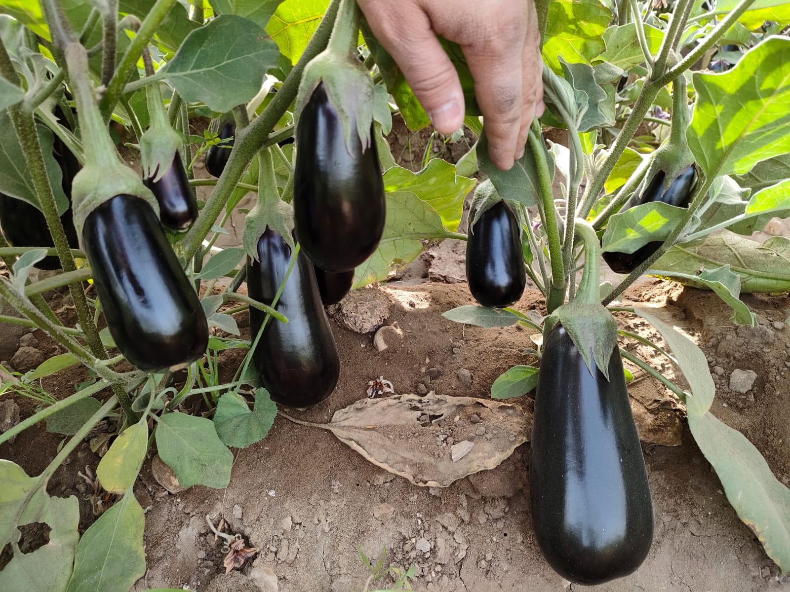 صنف باذنجان كوبى هجين لونج سيزون F1 - Image 5