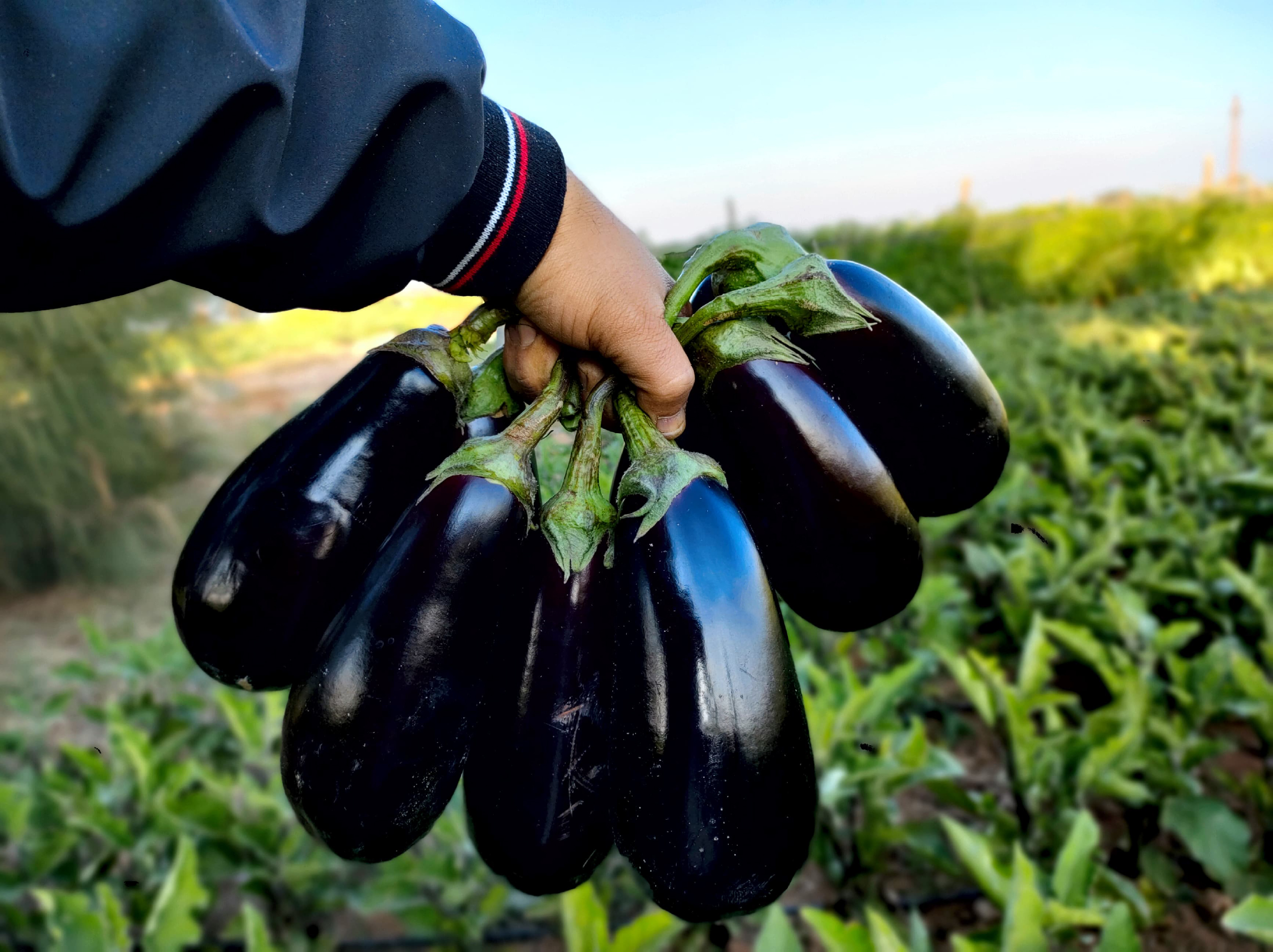 صنف باذنجان كوبى هجين لونج سيزون F1 - Image 4