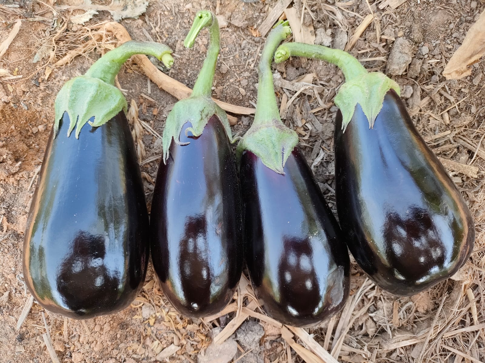 صنف باذنجان كوبى هجين لونج سيزون F1 - Image 3