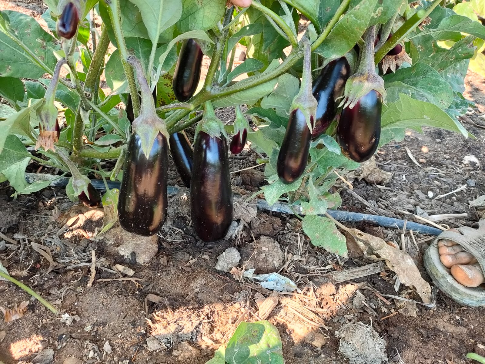 صنف باذنجان كوبى هجين لونج سيزون F1 - Image 2