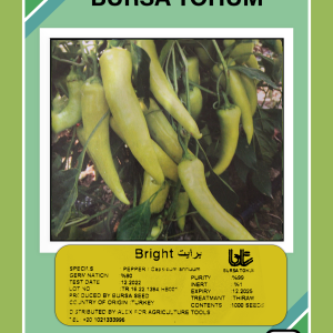 صنف شطة هجين برايت F1