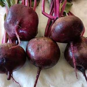 صنف بنجر أحمر هجين F1 DARK RED