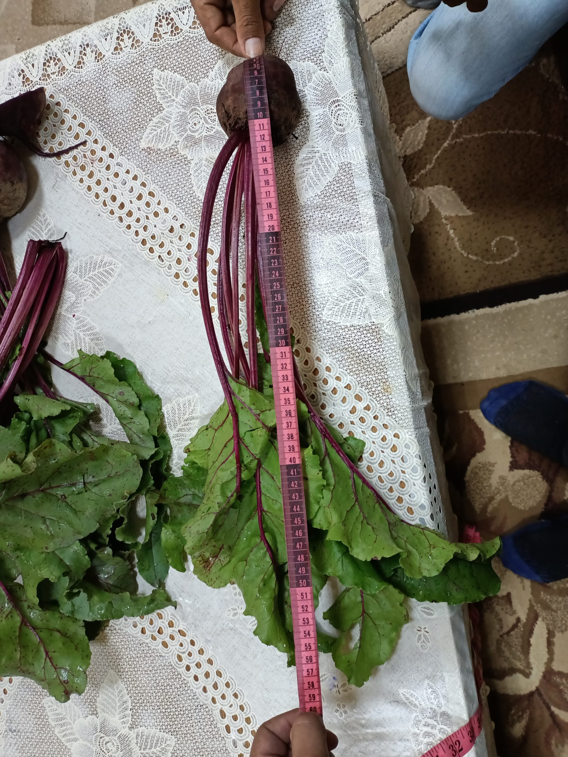 صنف بنجر أحمر هجين F1 DARK RED - Image 27