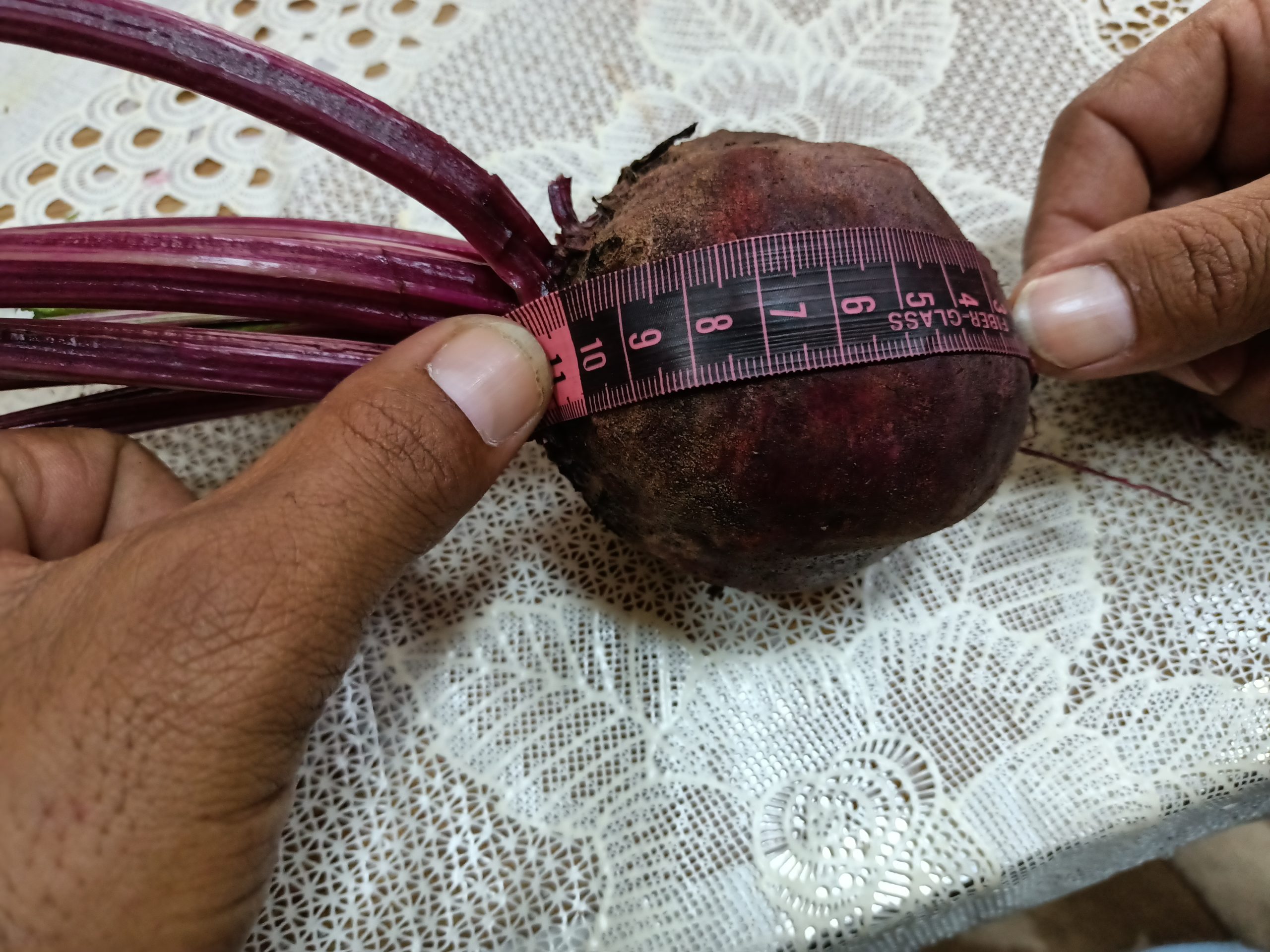 صنف بنجر أحمر هجين F1 DARK RED - Image 12