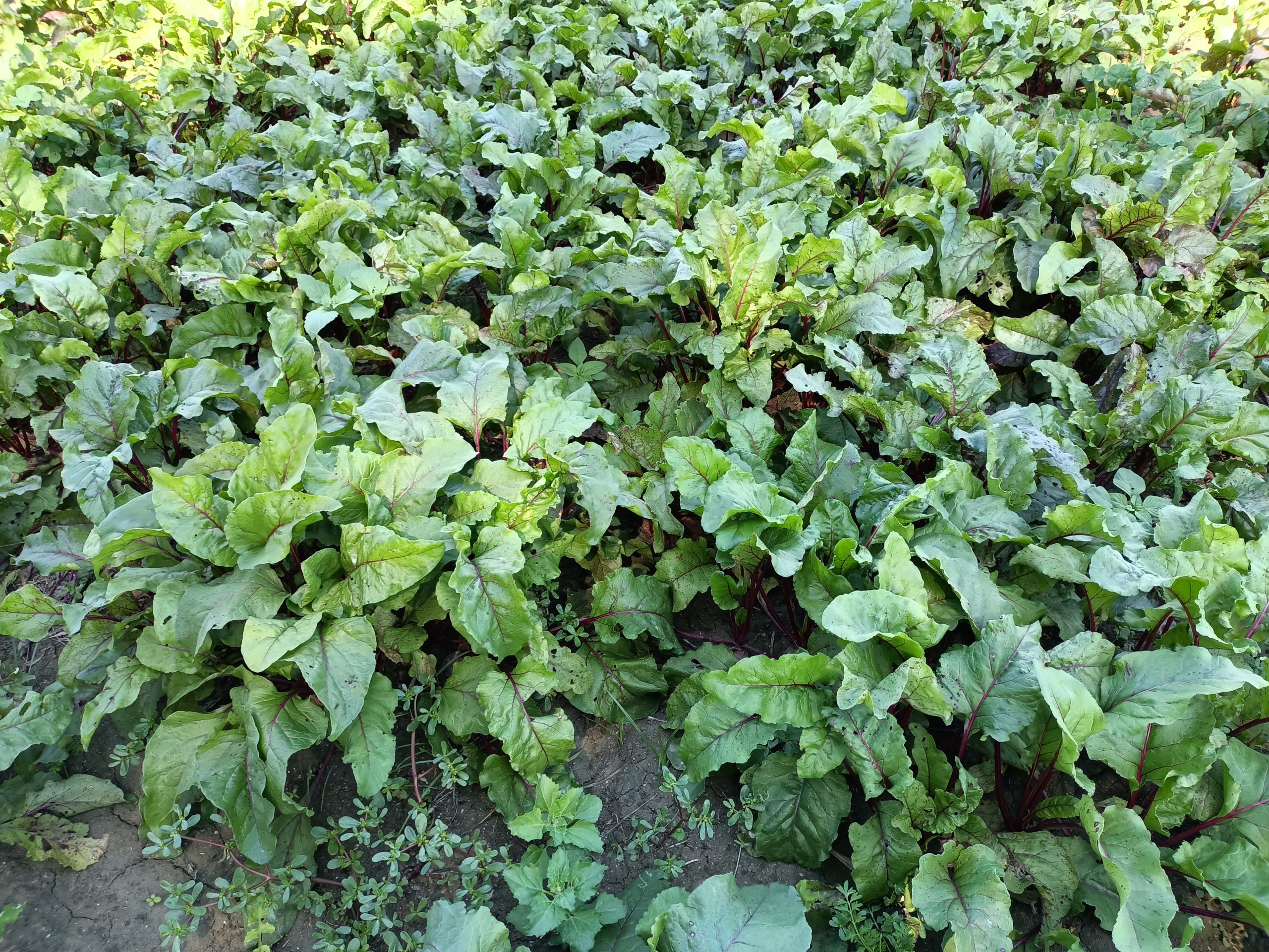 صنف بنجر أحمر هجين F1 DARK RED - Image 21