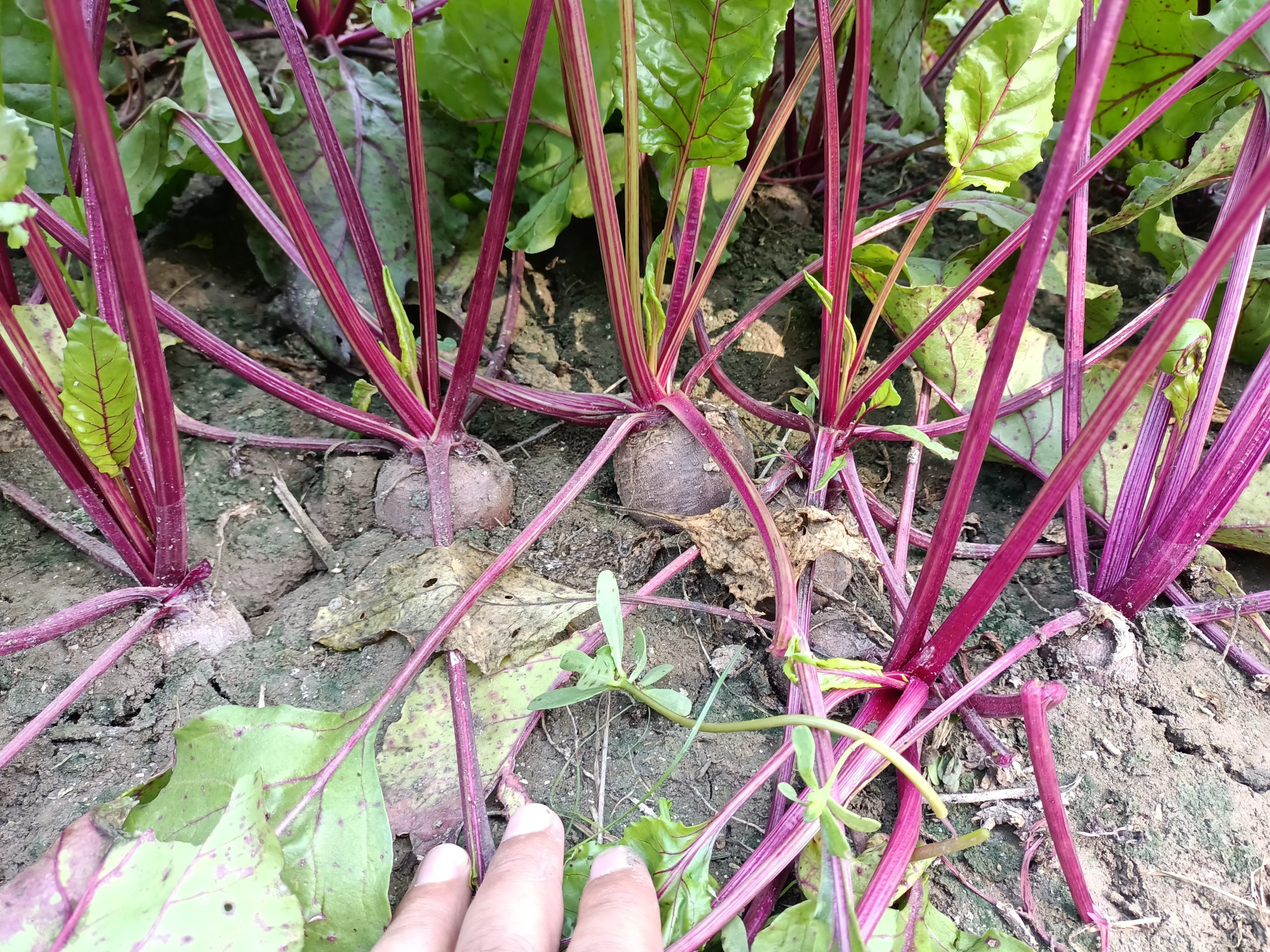 صنف بنجر أحمر هجين F1 DARK RED - Image 20