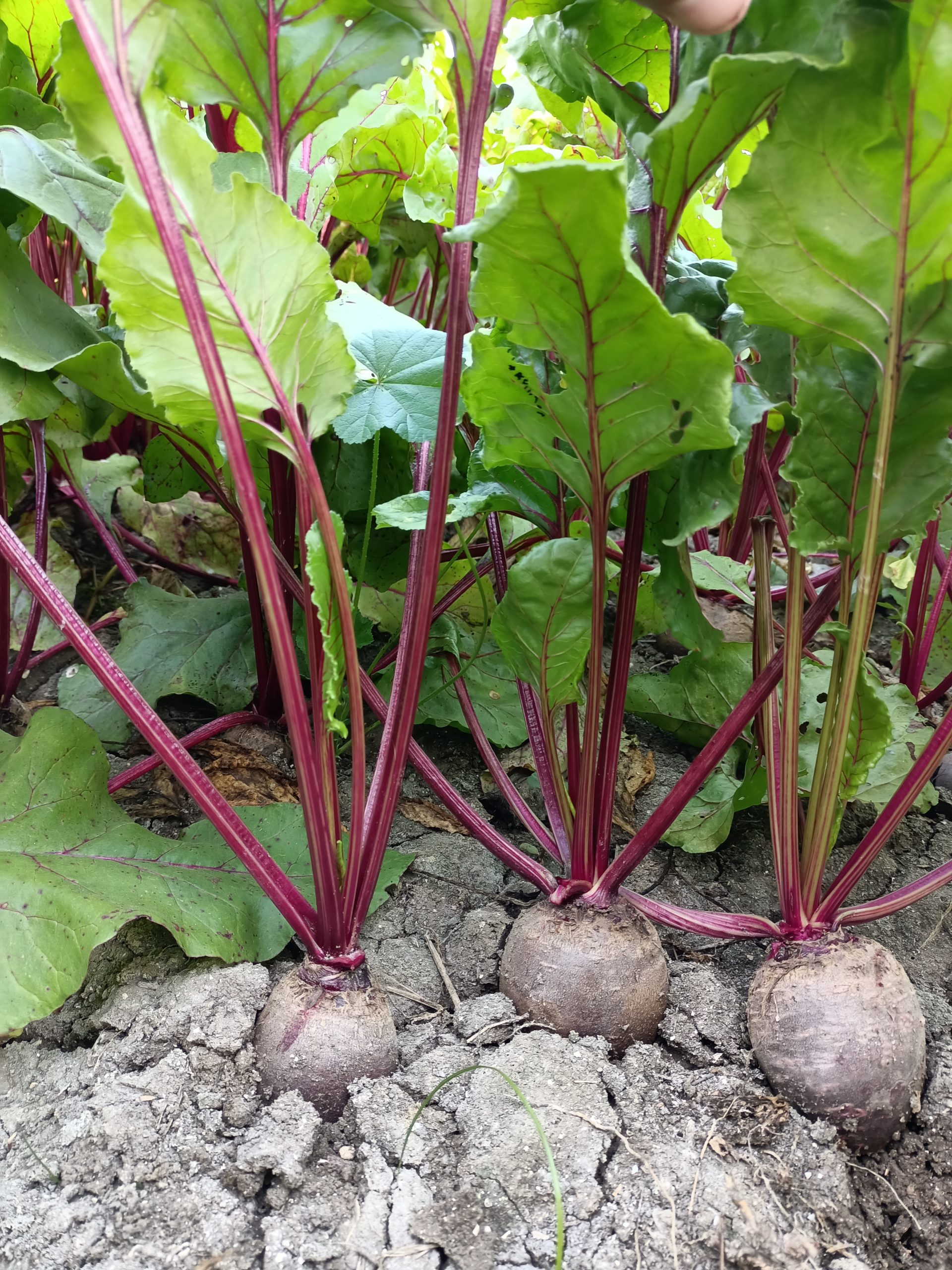 صنف بنجر أحمر هجين F1 DARK RED - Image 17