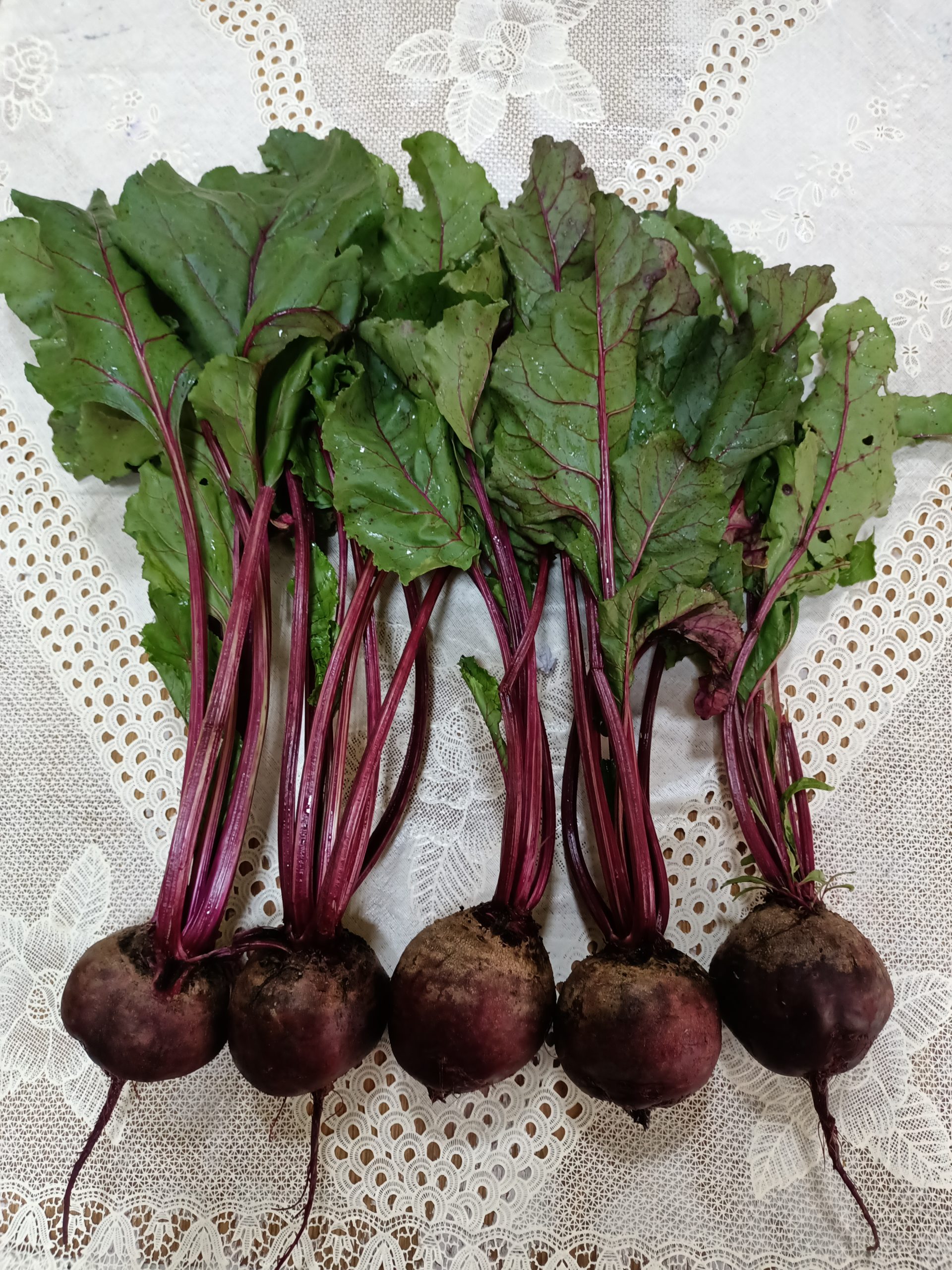 صنف بنجر أحمر هجين F1 DARK RED - Image 29