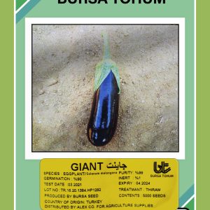 باذنجان جاينت