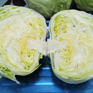 صنف خص كابوتش هجين ياسمين F1