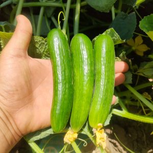 صنف خيار أرضى F1 102 KCP