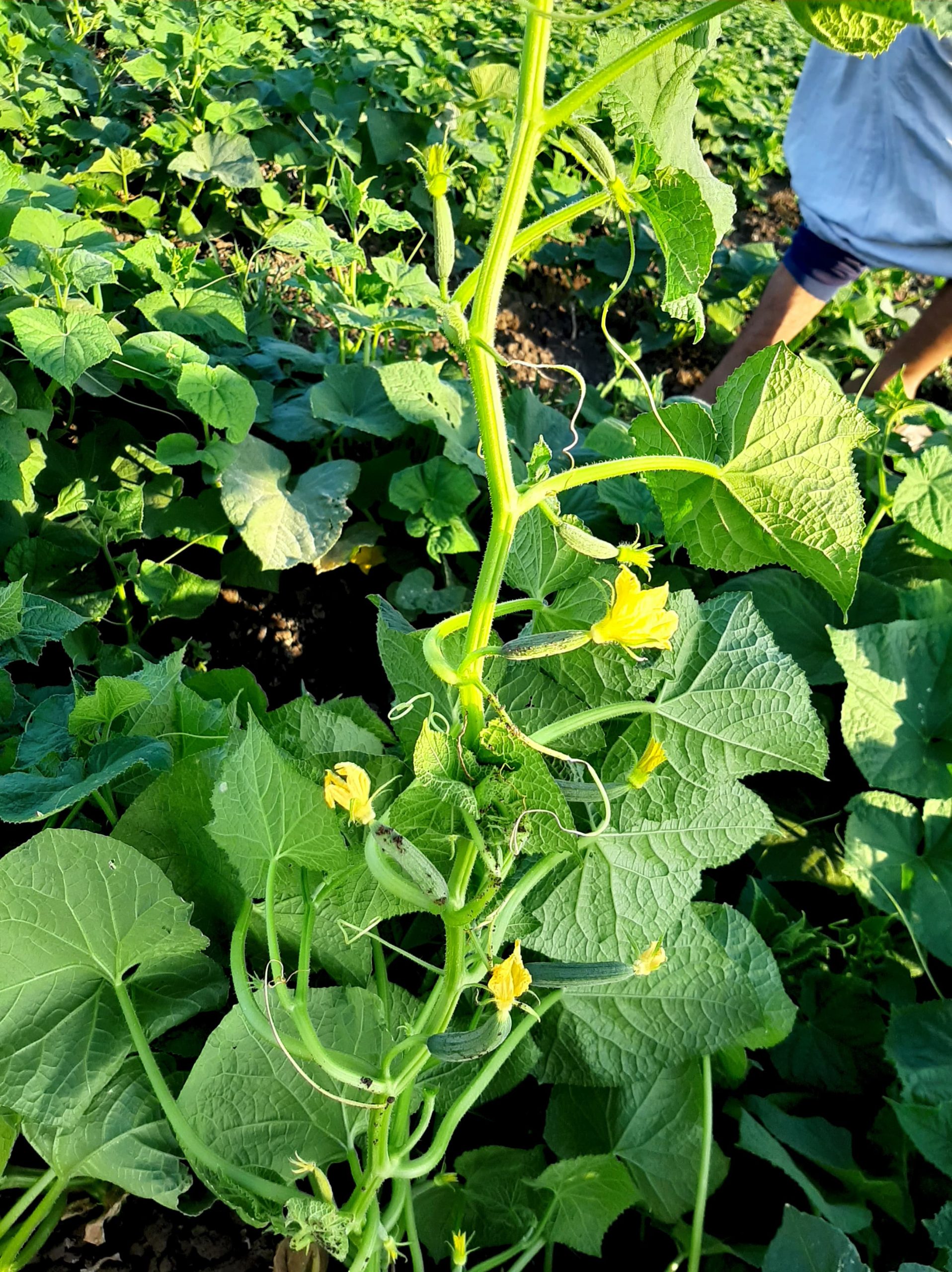 صنف خيار أرضى هجين نوار F1 - Image 5