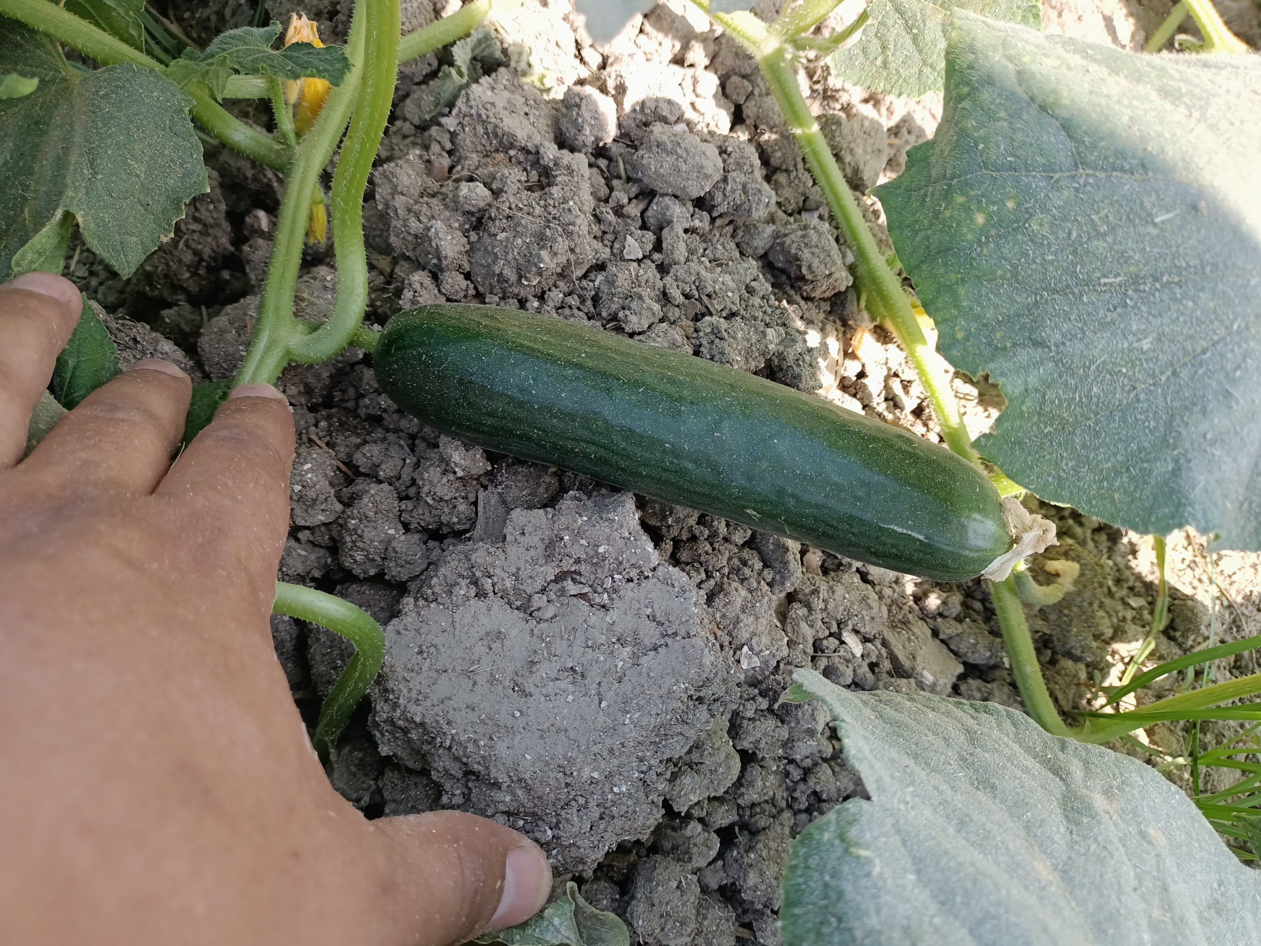 صنف خيار أرضى هجين نوار F1 - Image 10