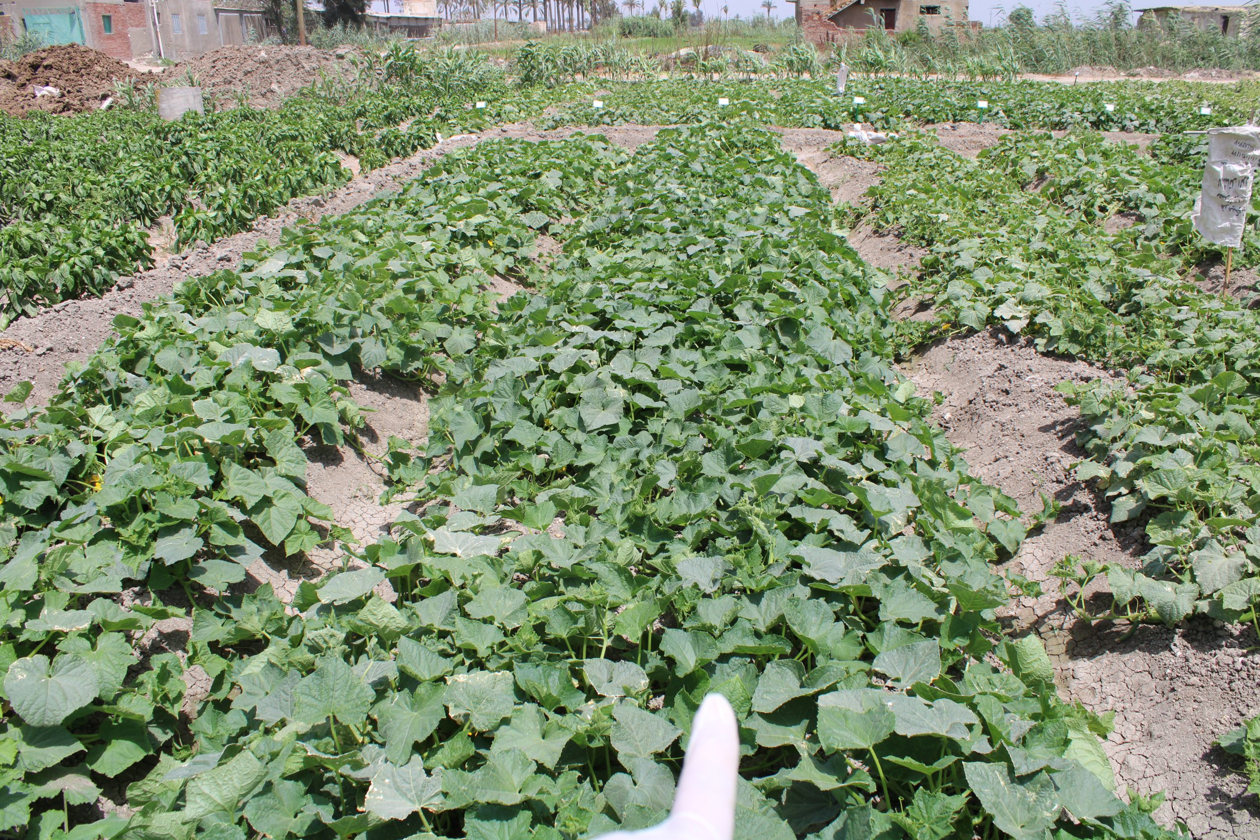 صنف خيار أرضى هجين نوار F1 - Image 14