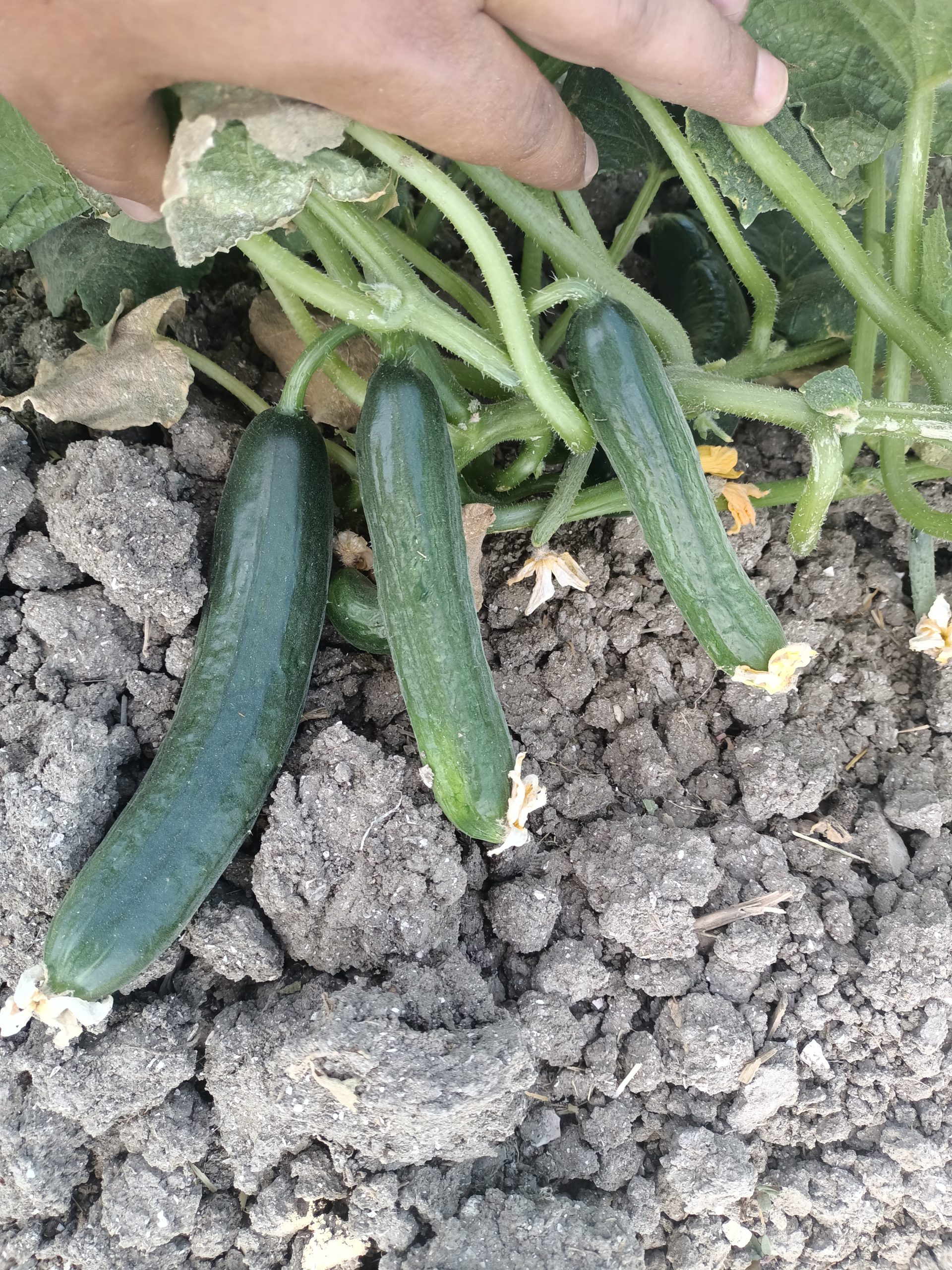 صنف خيار أرضى هجين نوار F1 - Image 12