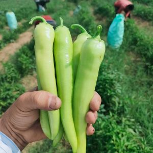 صنف شطة هجين جولدF1