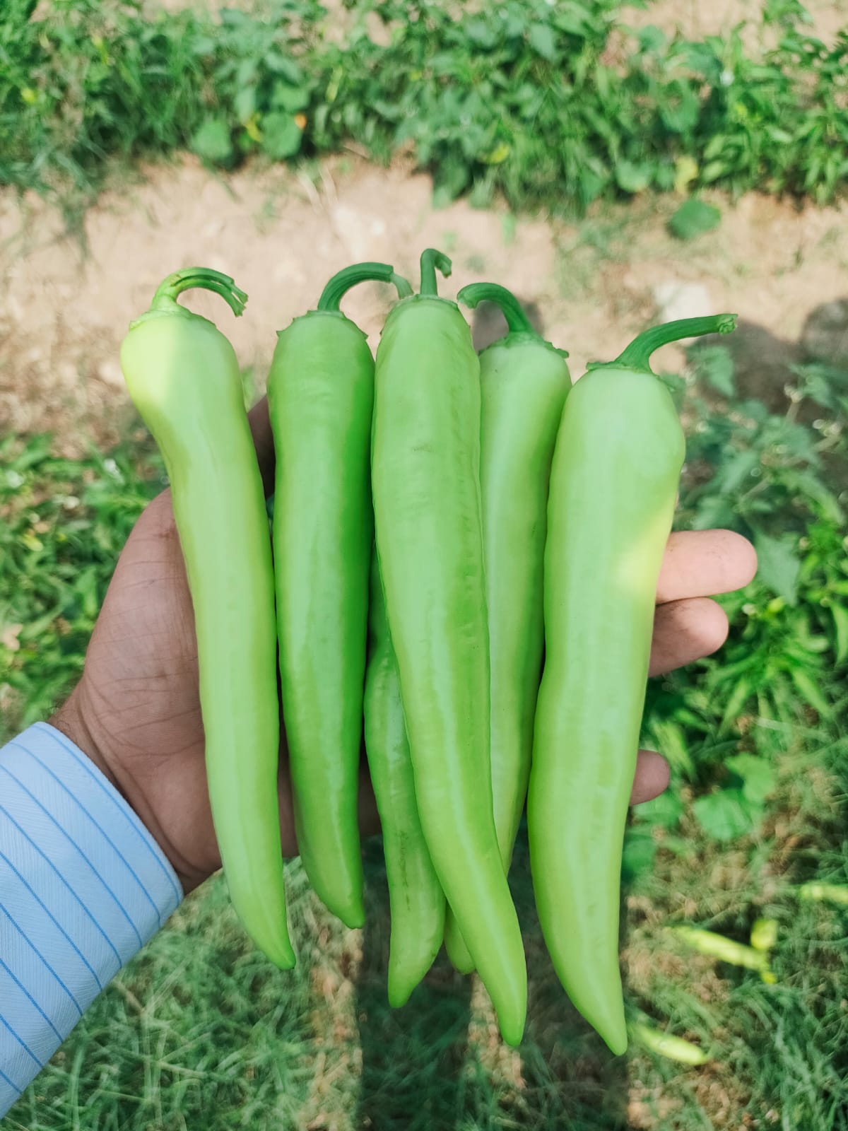 صنف شطة هجين جولدF1 - Image 8