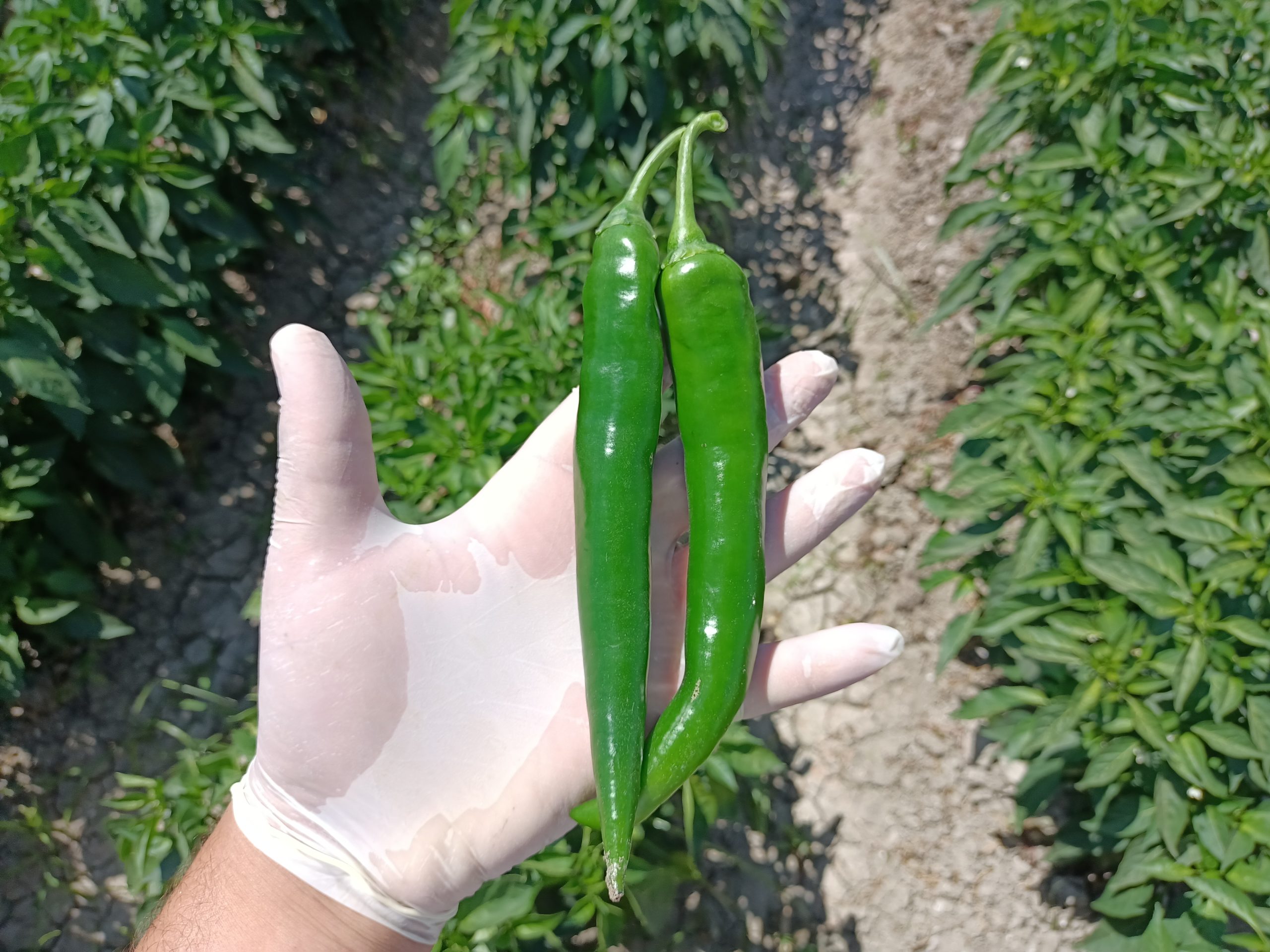 صنف شطه هجين دارك جرين F1 - Image 3