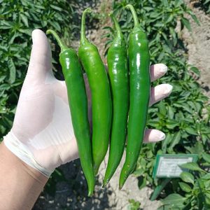 صنف شطه هجين دارك جرين F1