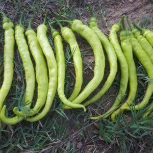 صنف شطة هجين لمباردى F1