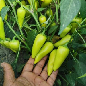 صنف شطه هجين ماريو F1