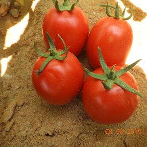 F1 طماطم هجين 2020