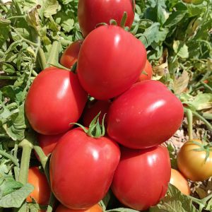 F1 طماطم هجين جوهرة