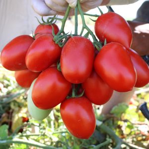 F1  صنف طماطم هجين فريسكا